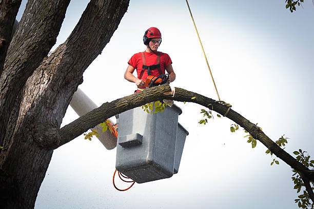 Leaf Removal in Falls Creek, PA