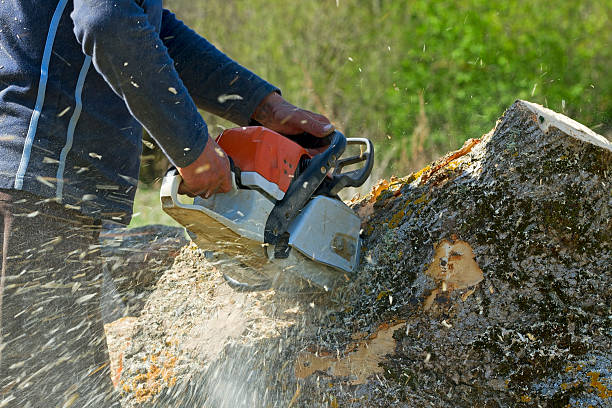 Reliable Falls Creek, PA Tree Care Services Solutions